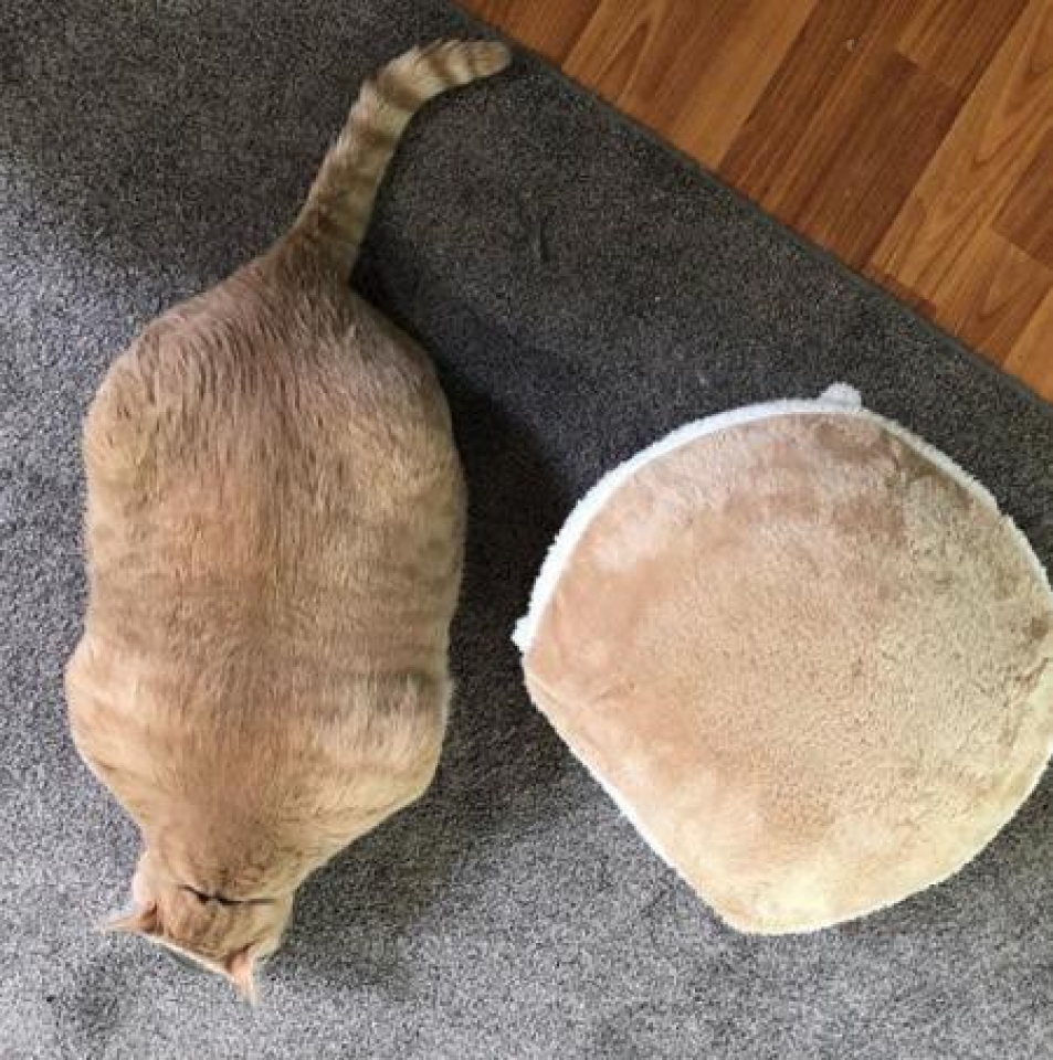 meo ngoai co gay bao mang vi giong het meo hoat hinh garfield