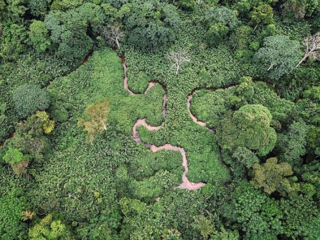 (01.21) Tỷ lệ phá rừng ở Gabon rất thấp, chỉ khoảng 0,1%/năm theo ảnh giám sát vệ tinh. (Nguồn: Alamy)