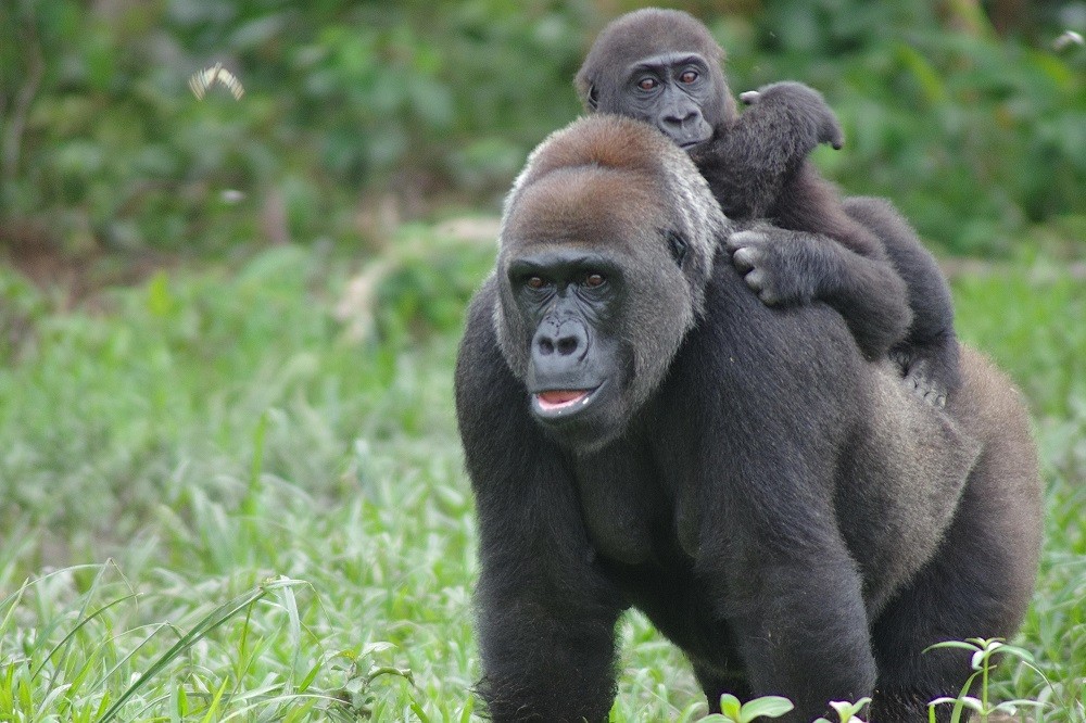 (01.21) Các chú khỉ đột gorilla trong Vườn quốc gia Ivindo, Gabon. Có khoảng 30.000 cá thể khỉ đột hiện đang sinh sống tại Gabon. (Nguồn: Lee White/The Times)
