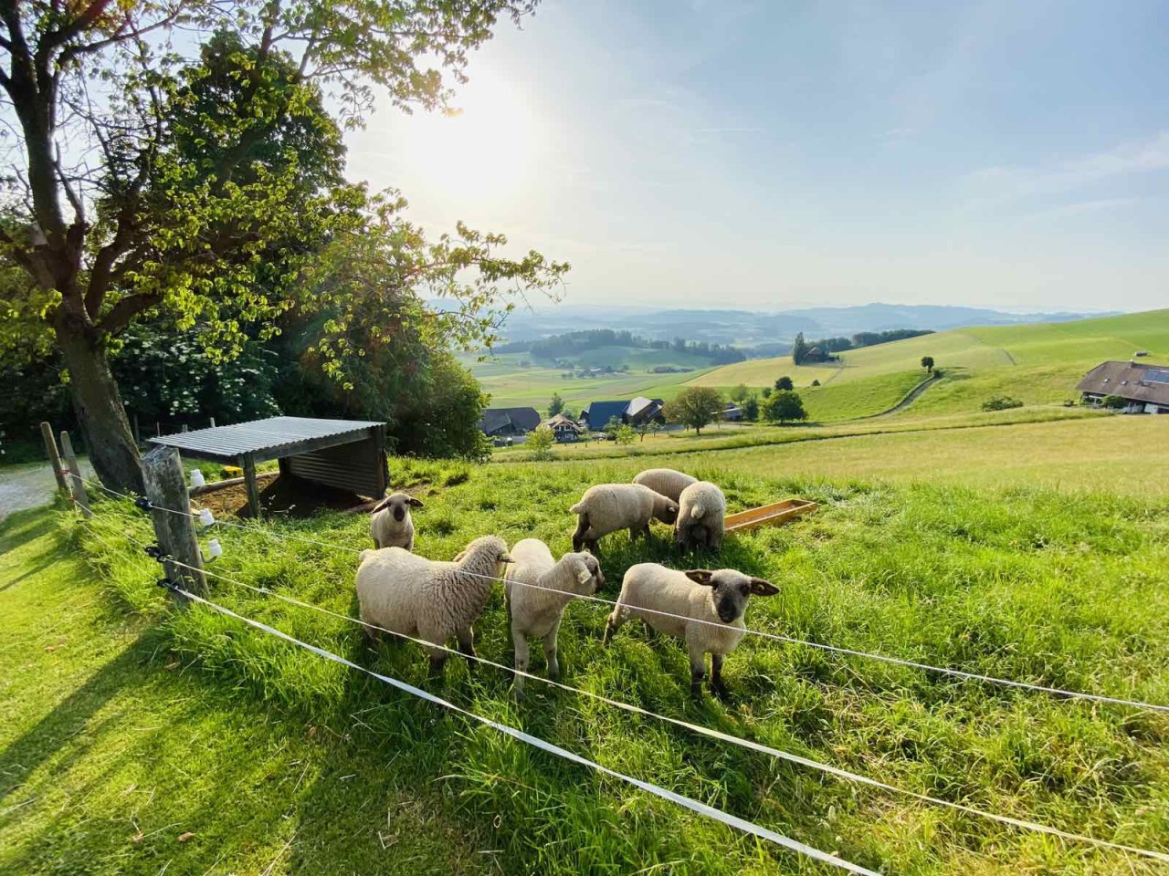 (10.03) Đi bộ dài trên những cánh đồng xanh ngắt, hòa mình vào thiên nhiên khiến không ít người có cảm giác như hòa mình vào Thế giới của “cô bé Heidi”, cuốn tiểu thuyết cùng tên nổi tiếng của Thụy Sỹ. (Nguồn: Hoàng Nguyễn)