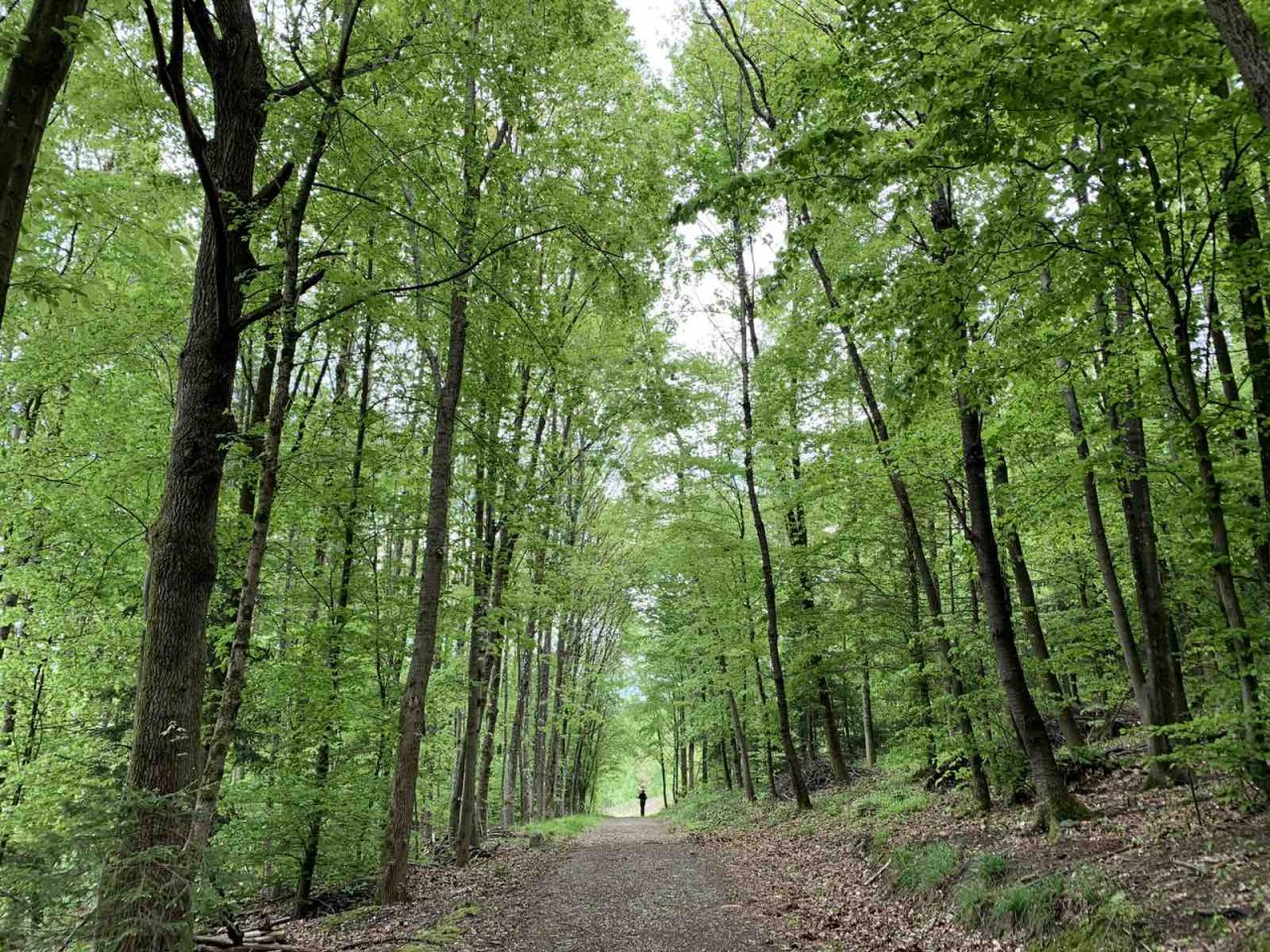 (10.03) Khung cảnh hoang sơ nhưng yên bình của một cánh rừng tại Bern, Thụy Sỹ. (Nguồn: Nguyễn Hoàng)