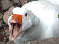 cum gia cam tiep tuc hoanh hanh tai chau a