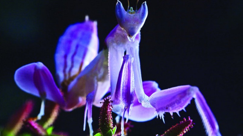 sat thutrong dang voc mot loai hoa