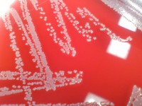 cung doi pho con dai dich khang thuoc khang sinh