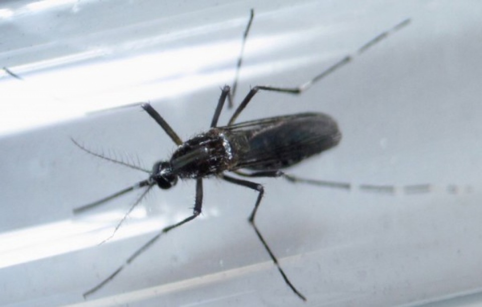 thai lan ghi nha n 21 ca nhiem virus zika tai bangkok