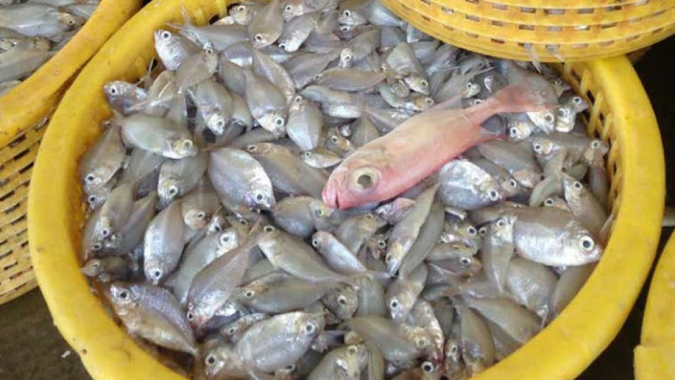 lien minh cho ng tro ca p ngu nghie p tang cuo ng ho p ta c