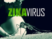 WHO chưa cấp phép sử dụng vaccine phòng Zika trước năm 2020