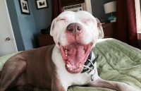 chu cho thanh hien tuong la vi hang ngay den nhin cham cham vao mot buc tuong xanh