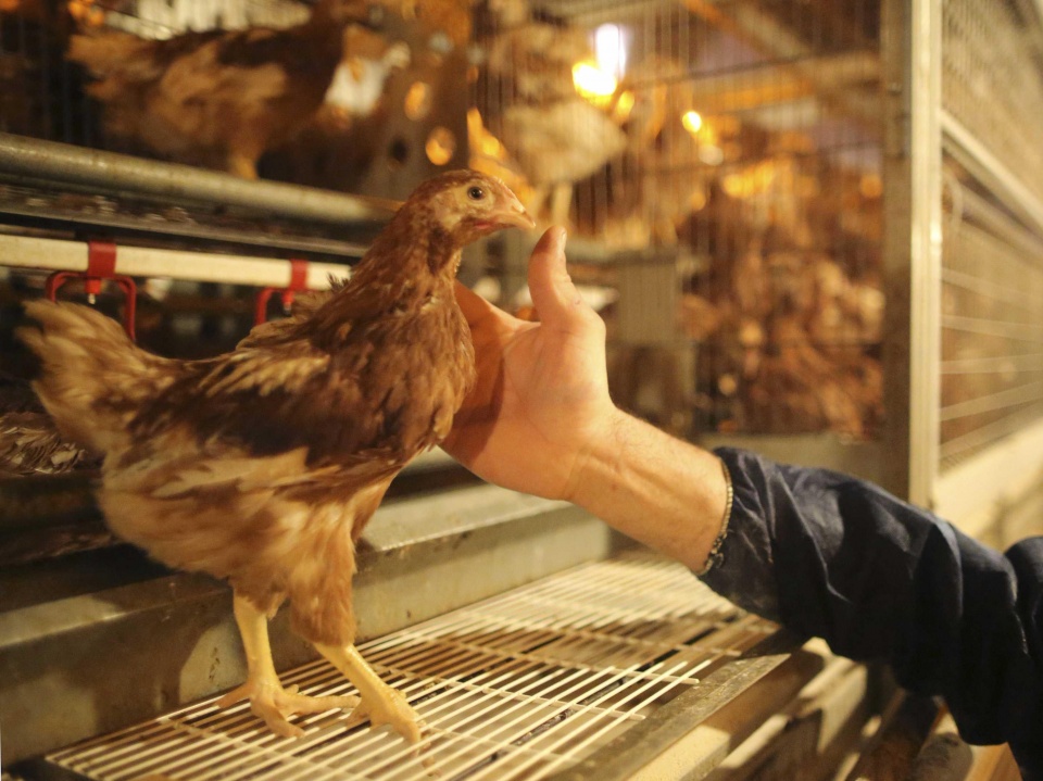 dai loan trung quo c tieu hu y ga n 3000 con ga nghi nhie m h5n2