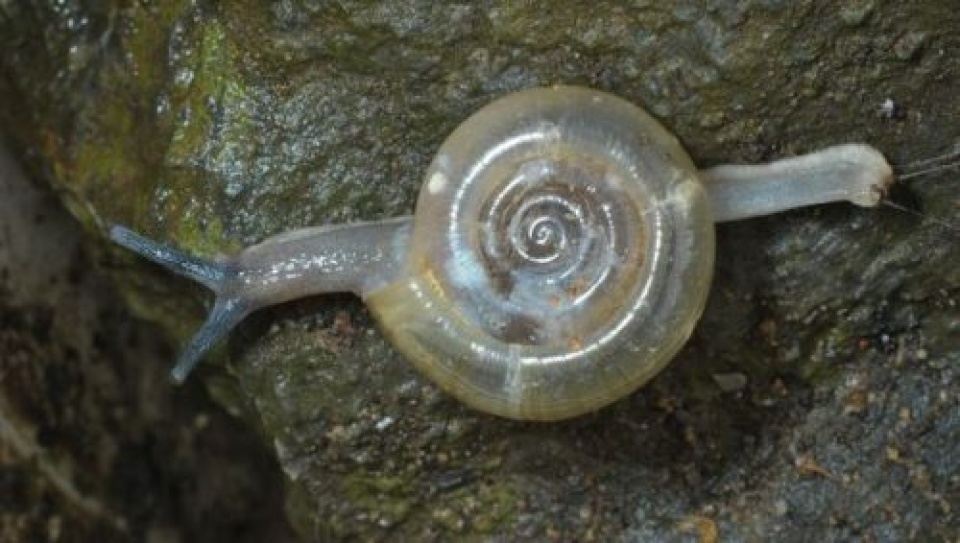 viet nam co nguy co mat di cac loai dac huu do khai thac da