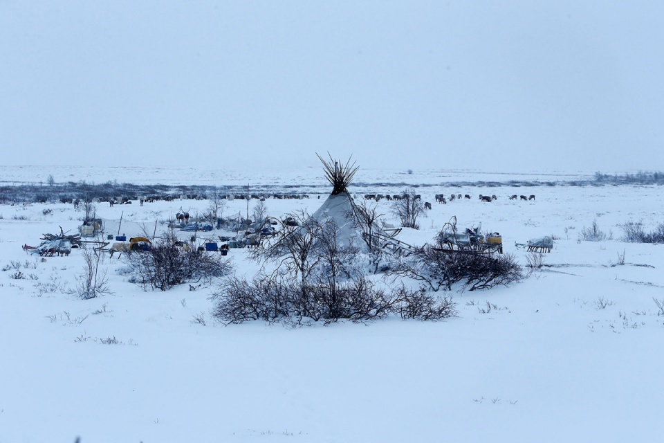 Những người chăn tuần lộc nơi băng giá nhung nguoi chan tuan loc noi bang gia