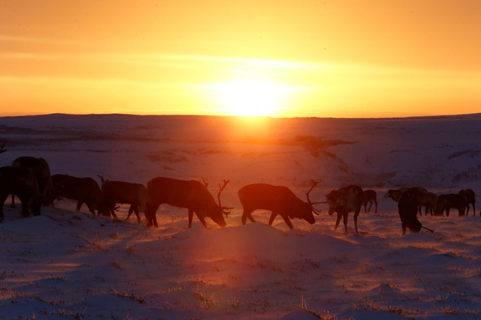 Những người chăn tuần lộc nơi băng giá nhung nguoi chan tuan loc noi bang gia