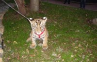 trung quoc nhan vien so thu thiet mang vi bi ho vo