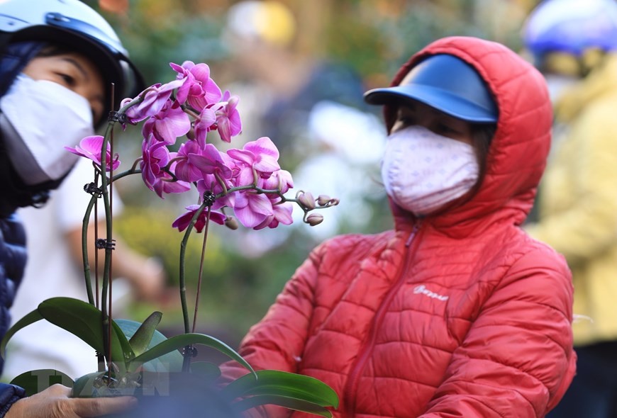 Tấp nập chợ hoa phố Hoàng Hoa Thám, Hà Nội những ngày cận Tết Nhâm Dần