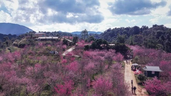 Sắc Xuân rực rỡ trên đảo hoa anh đào Pá Khoang, Điện Biên