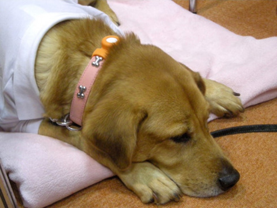 tim hieu tinh cam cua thu cung nho chiec ao cong nghe