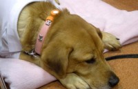 bo anh tuyet dep chup em be voi thu cung