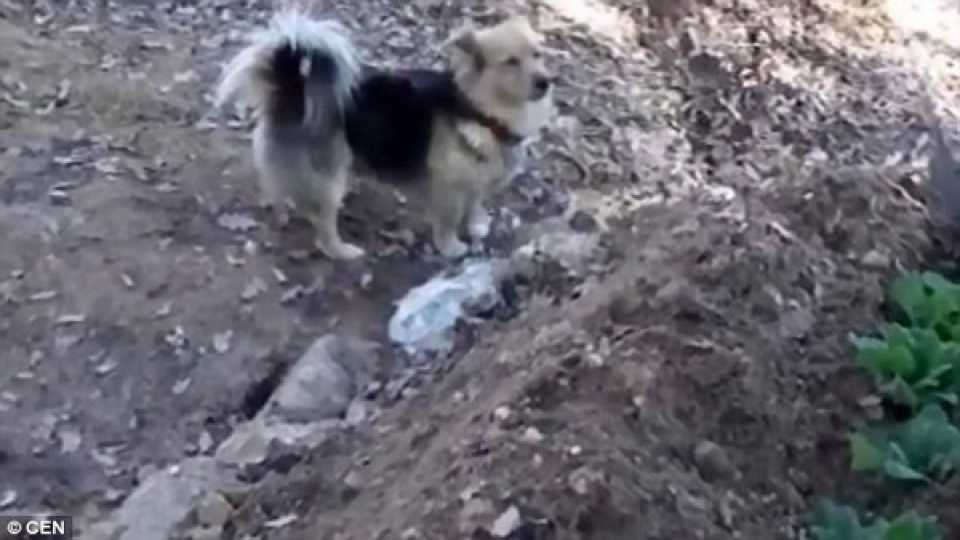 chu cho trung thanh quyet khong roi quan tai va mo sau khi chu qua doi