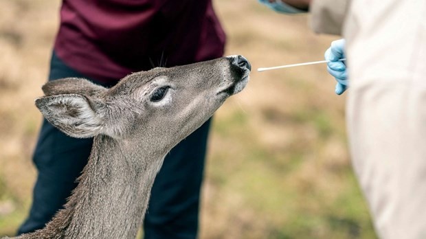 the gioi co nguy co xuat hien bien the moi cua virus sarscov2