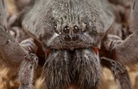 phat hien 2 toa thap so nguoi cua nen van minh aztec tai mexico