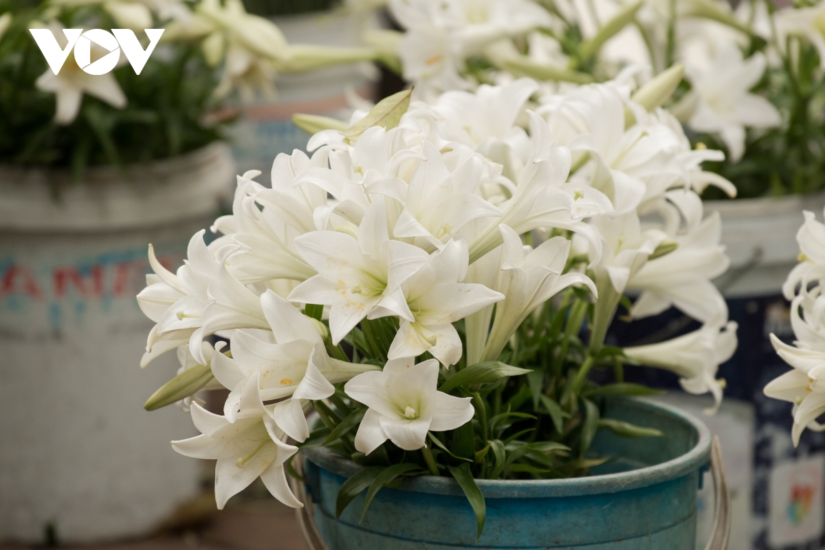 Dịu dàng, tinh khôi mùa hoa loa kèn vấn vương nơi phố phường Hà Nội