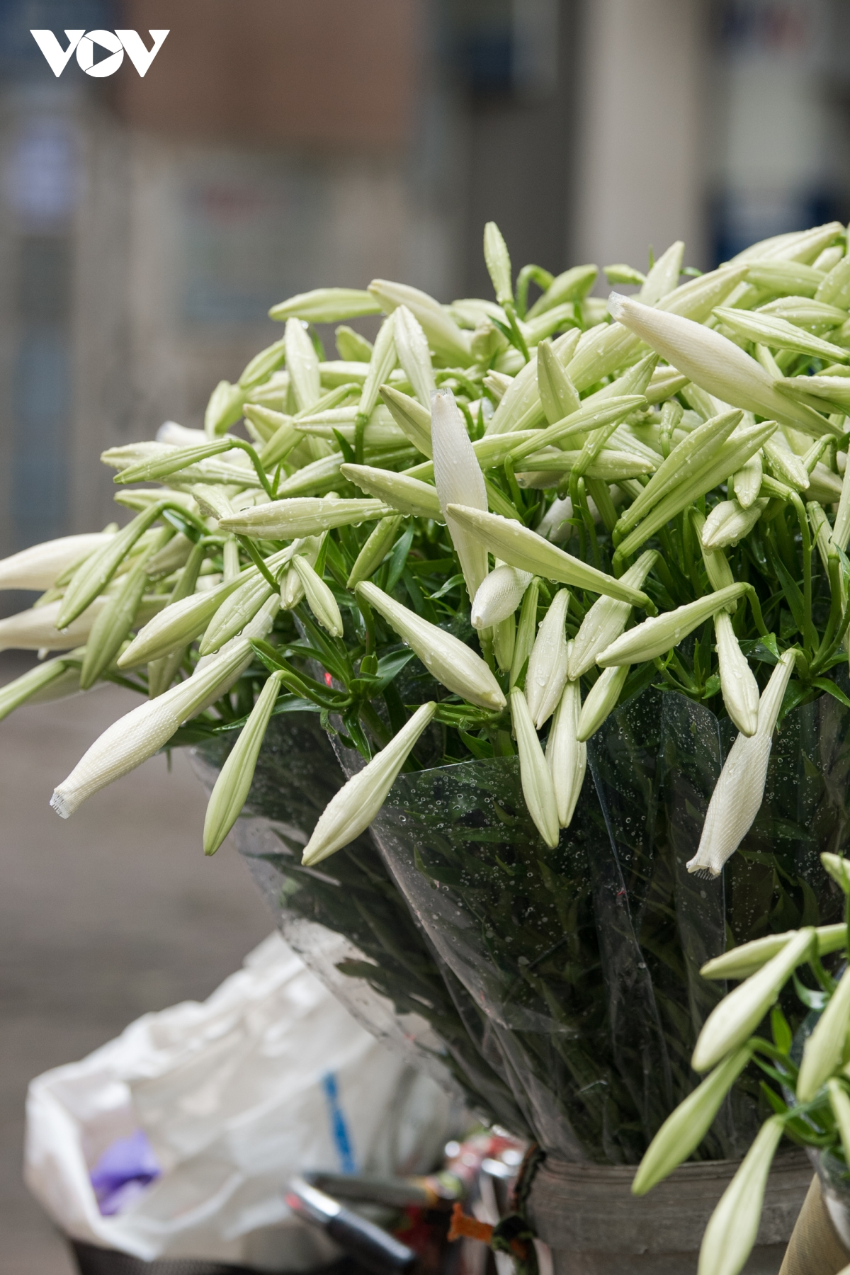 Dịu dàng, tinh khôi mùa hoa loa kèn vấn vương nơi phố phường Hà Nội