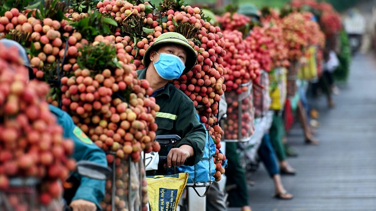 thuong lai trung quoc da duoc giai quyet cac thu tuc de den bac giang thu mua vai thieu