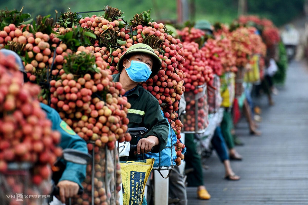 Thương lái Trung Quốc đã được giải quyết các thủ tục để đến Bắc Giang thu mua vải thiều. (Nguồn: Vnexpress)