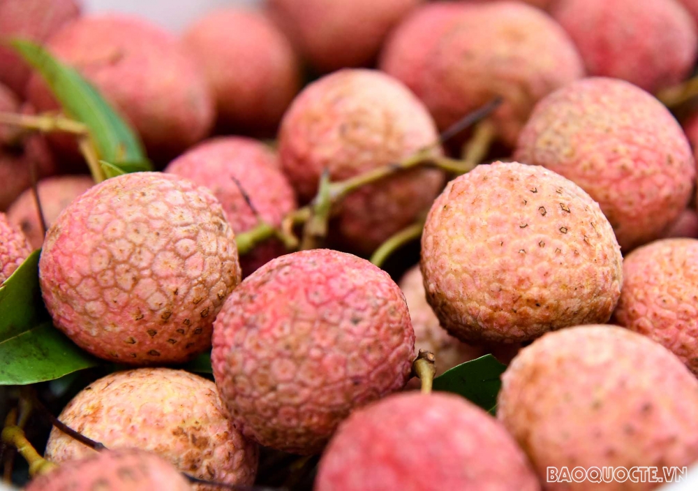 Bộ Ngoại giao hỗ trợ tiêu thụ vải thiều Bắc Giang