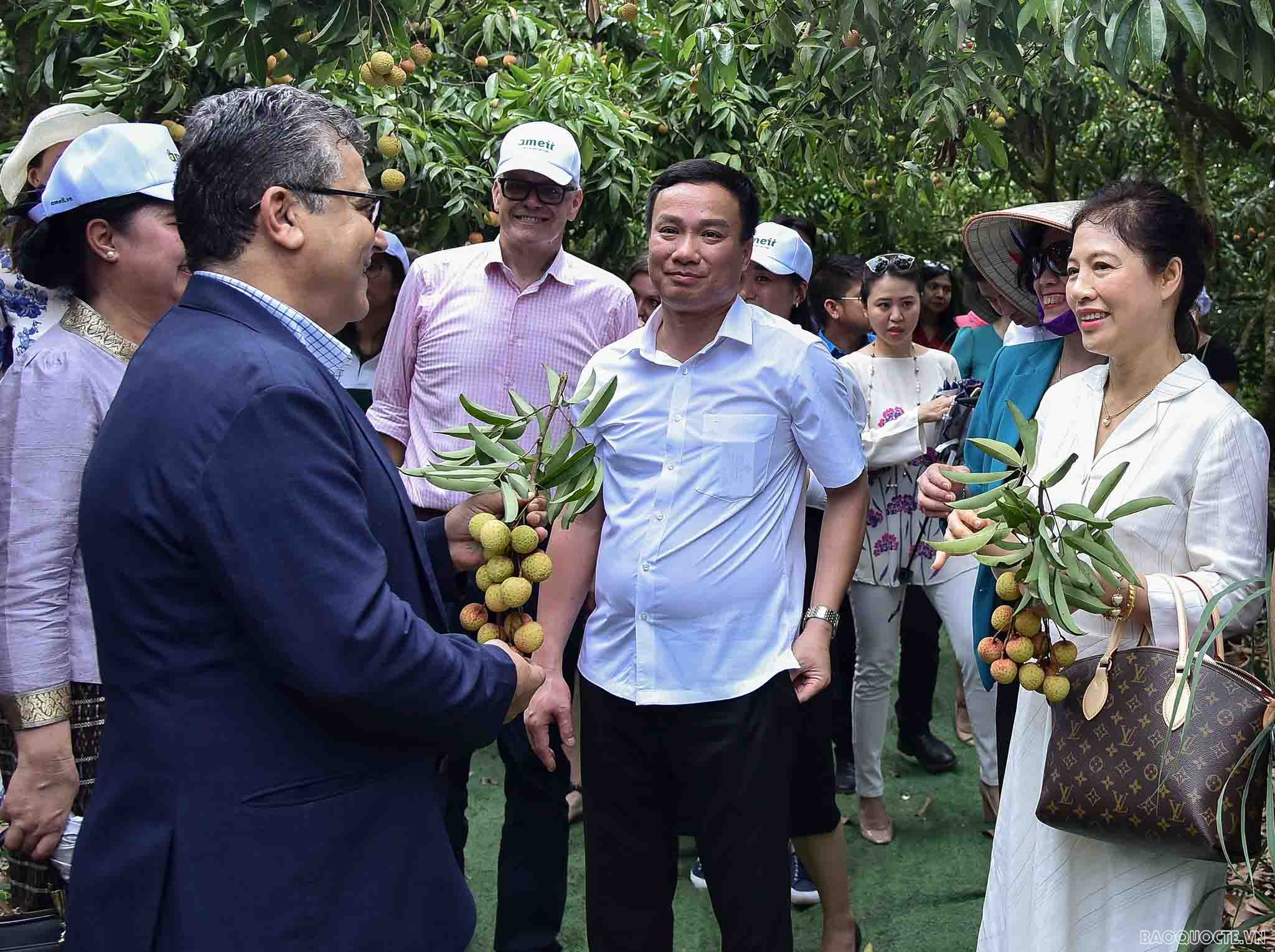 Bè bạn quốc tế thăm quan cây vải tổ, trải nghiệm hái vải và làm bánh đậu xanh tại Hải Dương