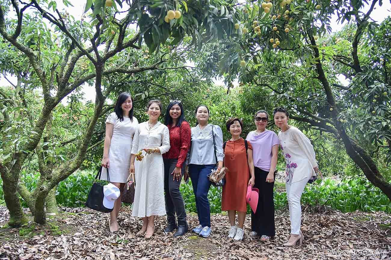 Bè bạn quốc tế thăm quan cây vải tổ, trải nghiệm hái vải và làm bánh đậu xanh tại Hải Dương