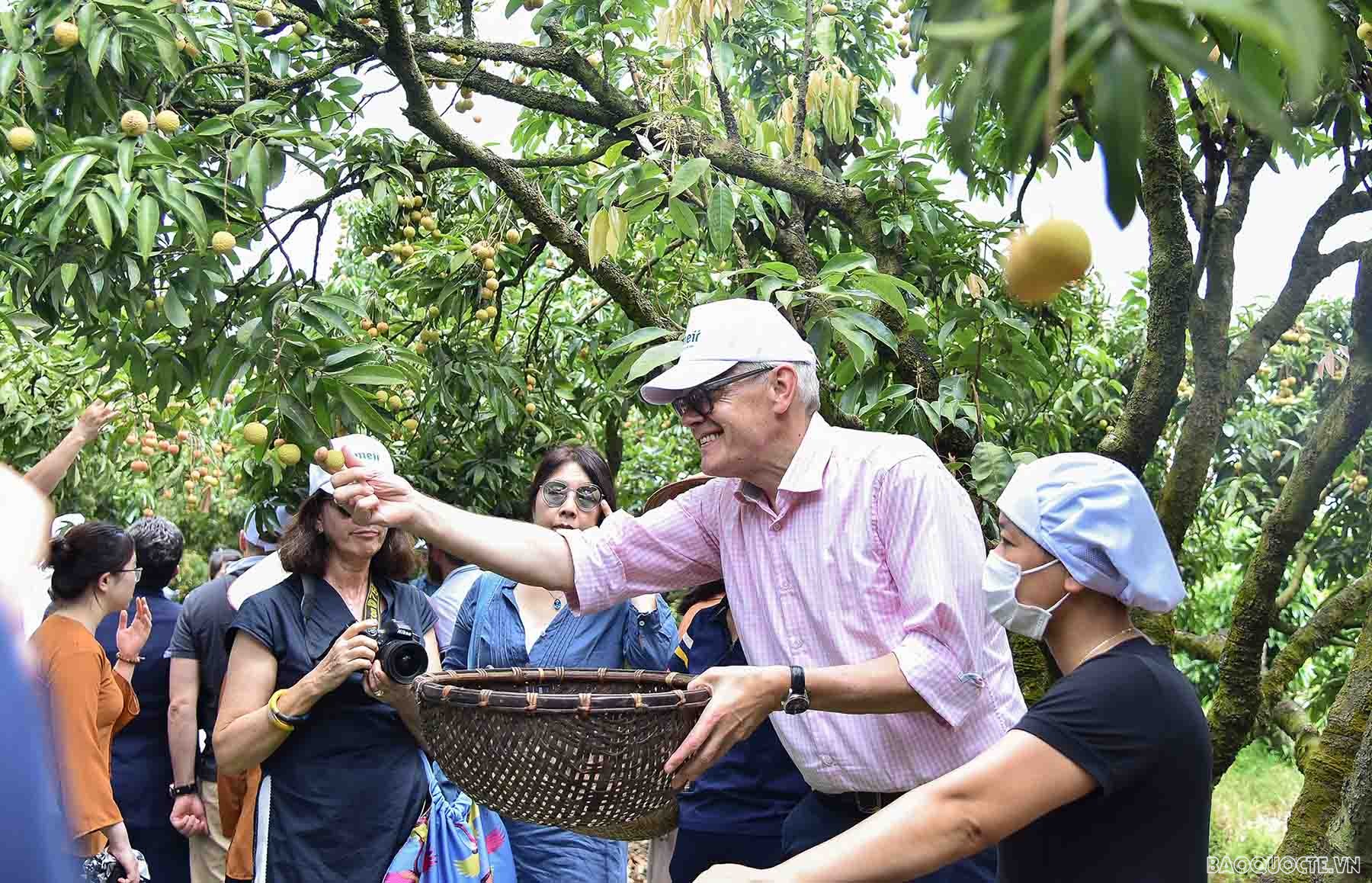 Bè bạn quốc tế thăm quan cây vải tổ, trải nghiệm hái vải và làm bánh đậu xanh tại Hải Dương