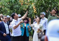 Bè bạn quốc tế tham quan cây vải tổ, trải nghiệm hái vải và làm bánh đậu xanh tại Hải Dương