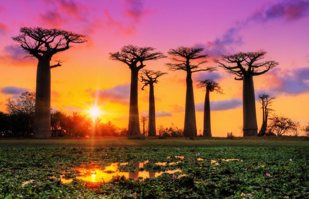 Chiêm ngưỡng bạch đàn cầu vồng và những loài cây 'đẹp độc lạ' nhất thế giới