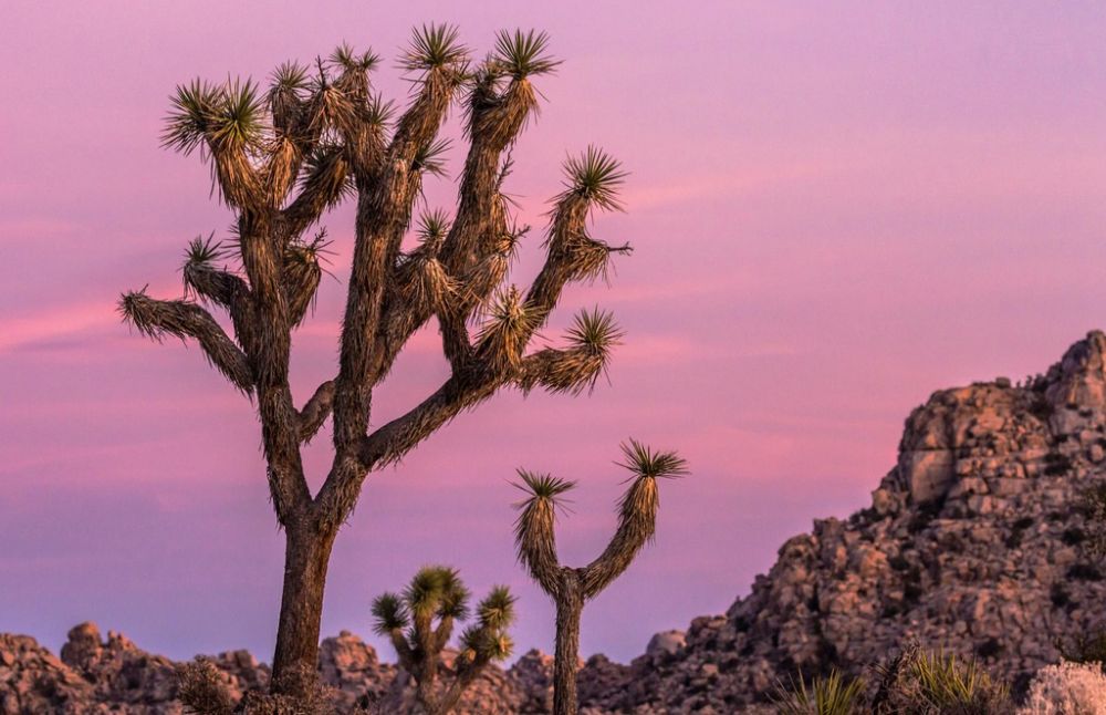 Chiêm ngưỡng bạch đàn cầu vồng và những loài cây 'đẹp độc lạ' nhất thế giới