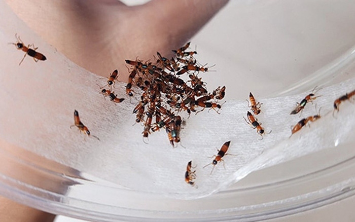 Cách xử trí đúng khi bị chất độc của kiến ba khoang dính vào da