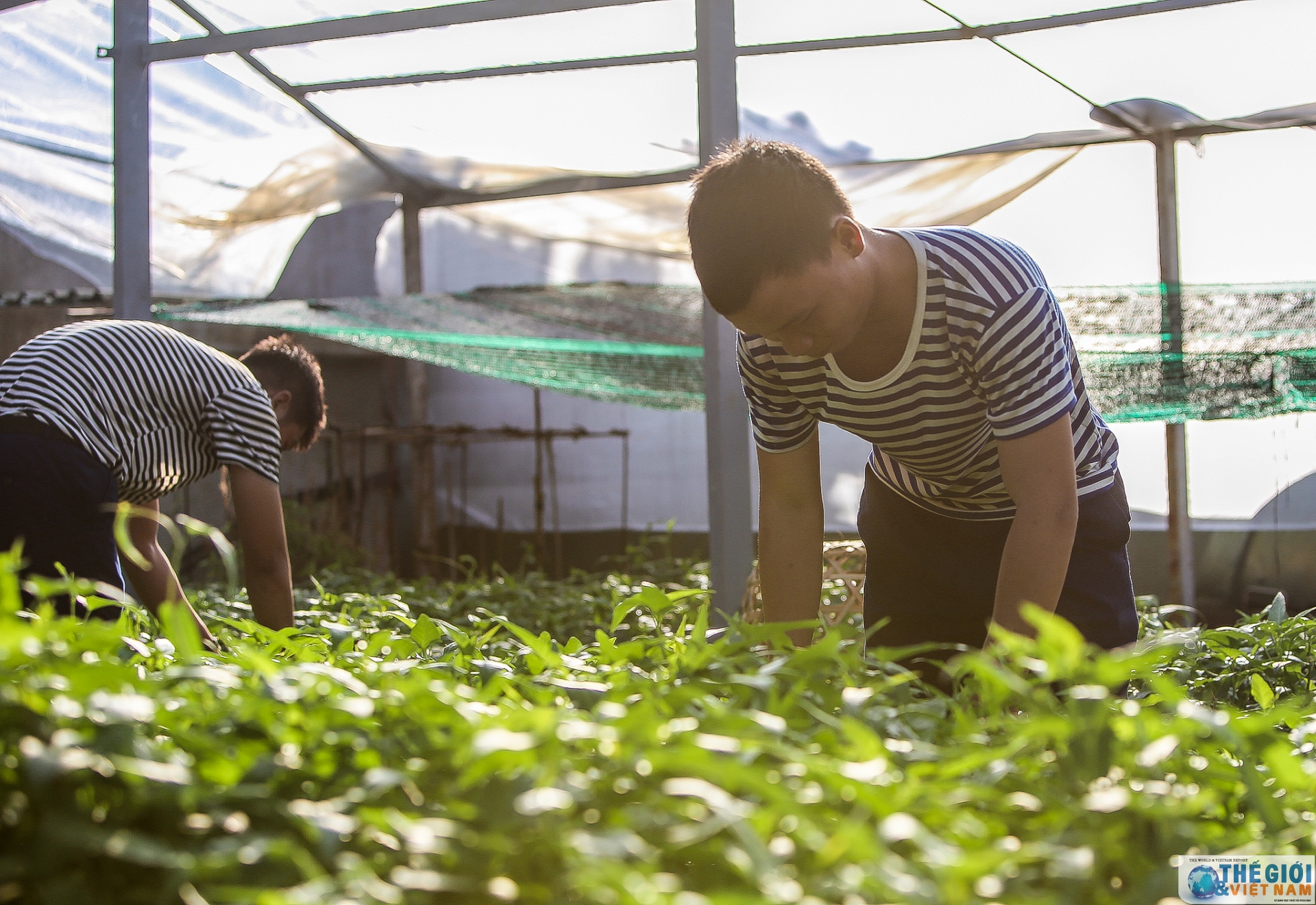 Xanh hoá Trường Sa - Tình cảm, trách nhiệm của cả nước vì biển đảo quê hương