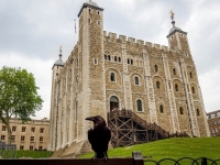 Truyền thuyết về loài quạ đen gắn liền với tồn vong của nước Anh