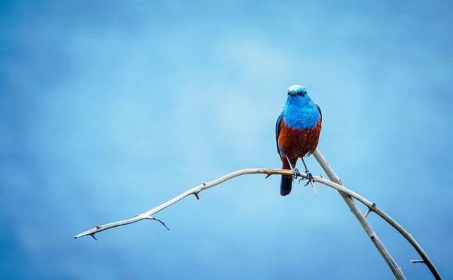 Ảnh đẹp nhất về động vật trong năm 2020 gọi tên nhiếp ảnh gia Việt Nam