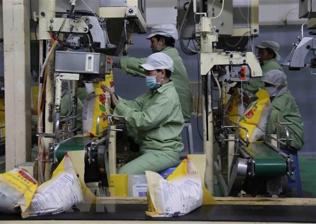 Chế biến gạo xuất khẩu. (Ảnh minh họa. Phạm Hậu/TTXVN)