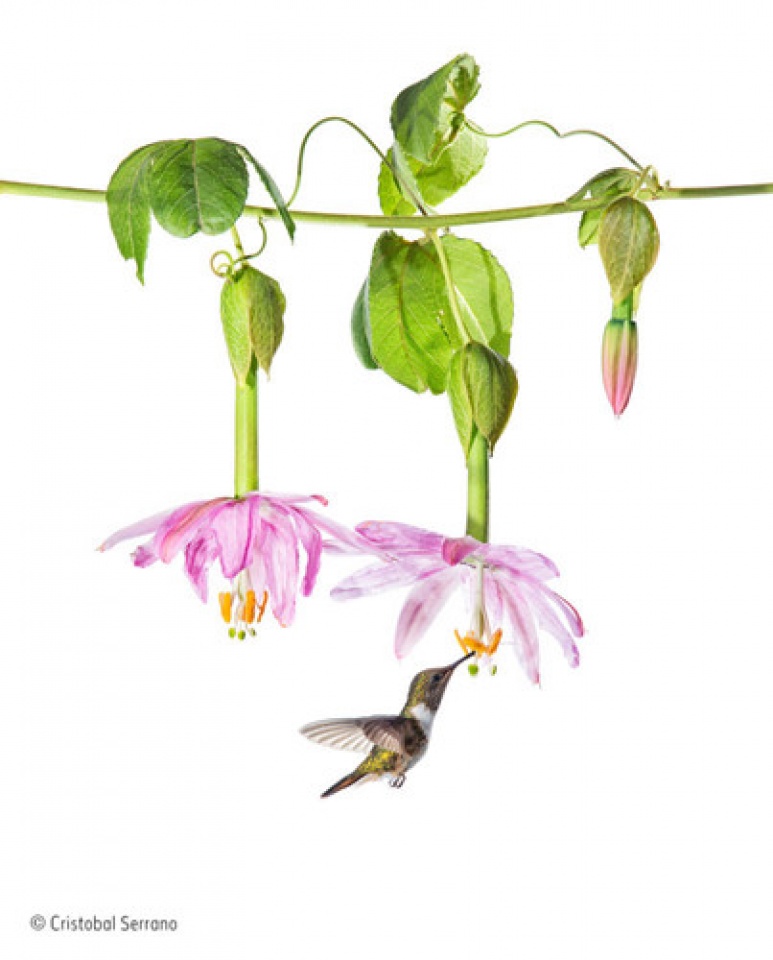 nhung de cu cuoc thi anh dep ve cuoc song hoang da cua nam