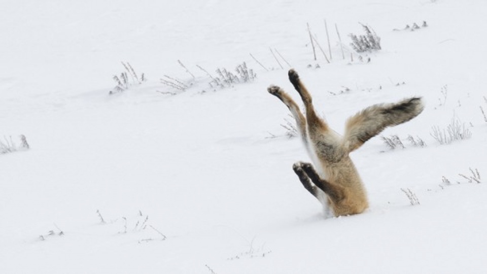 nhung hinh anh chuyen la an tuong nhat nam 2016