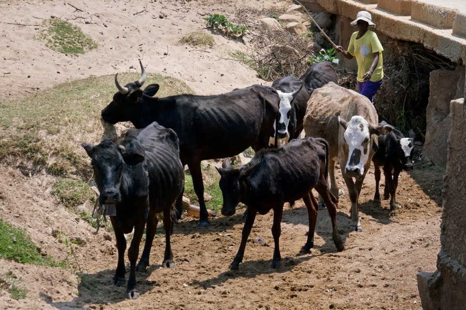 nhung dua tre vung zimbabwe
