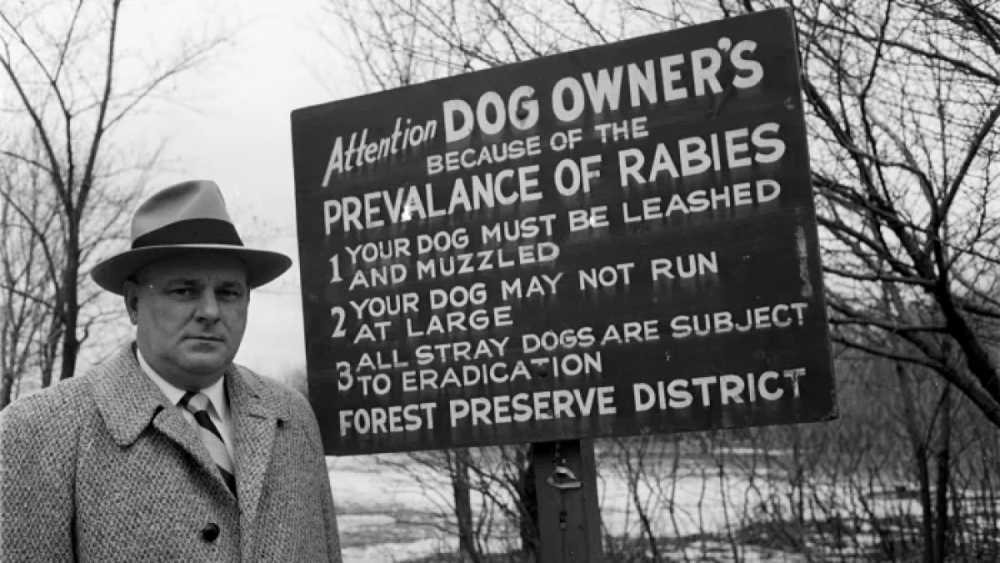 Một người đàn ông đứng cạnh tấm biển cảnh báo về bệnh dại ở Chicago, bang Illinois năm 1954. Ảnh: Getty Images 