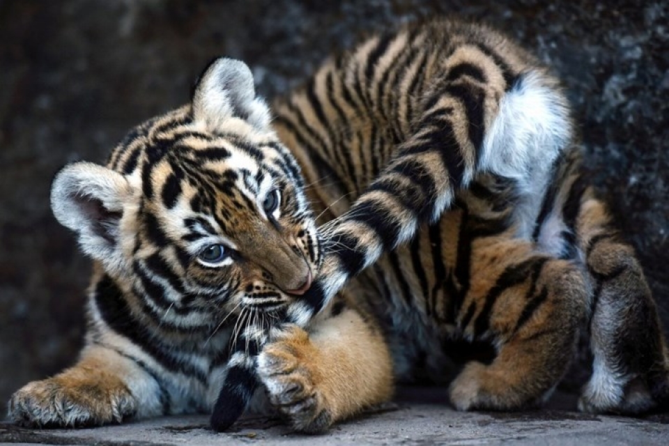 nhung hinh anh de thuong va hai huoc cua dong vat tren khap the gioi