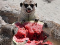 bat ngo ve chi nhan tao giup dong vat khuyet tat di lai