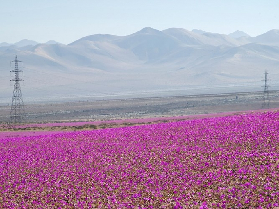 nhung sa mac dep nhat the gioi