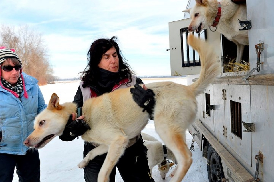 huan luyen cho keo xe truot tuyet trong gia ret o my