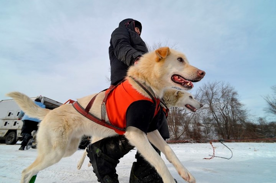 huan luyen cho keo xe truot tuyet trong gia ret o my