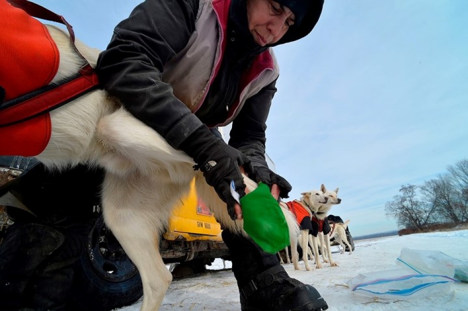 huan luyen cho keo xe truot tuyet trong gia ret o my